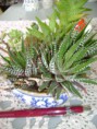 /album/galeria-de-fotos-mini-jardins-de-catos/imagem-de-2013-041-jpg/